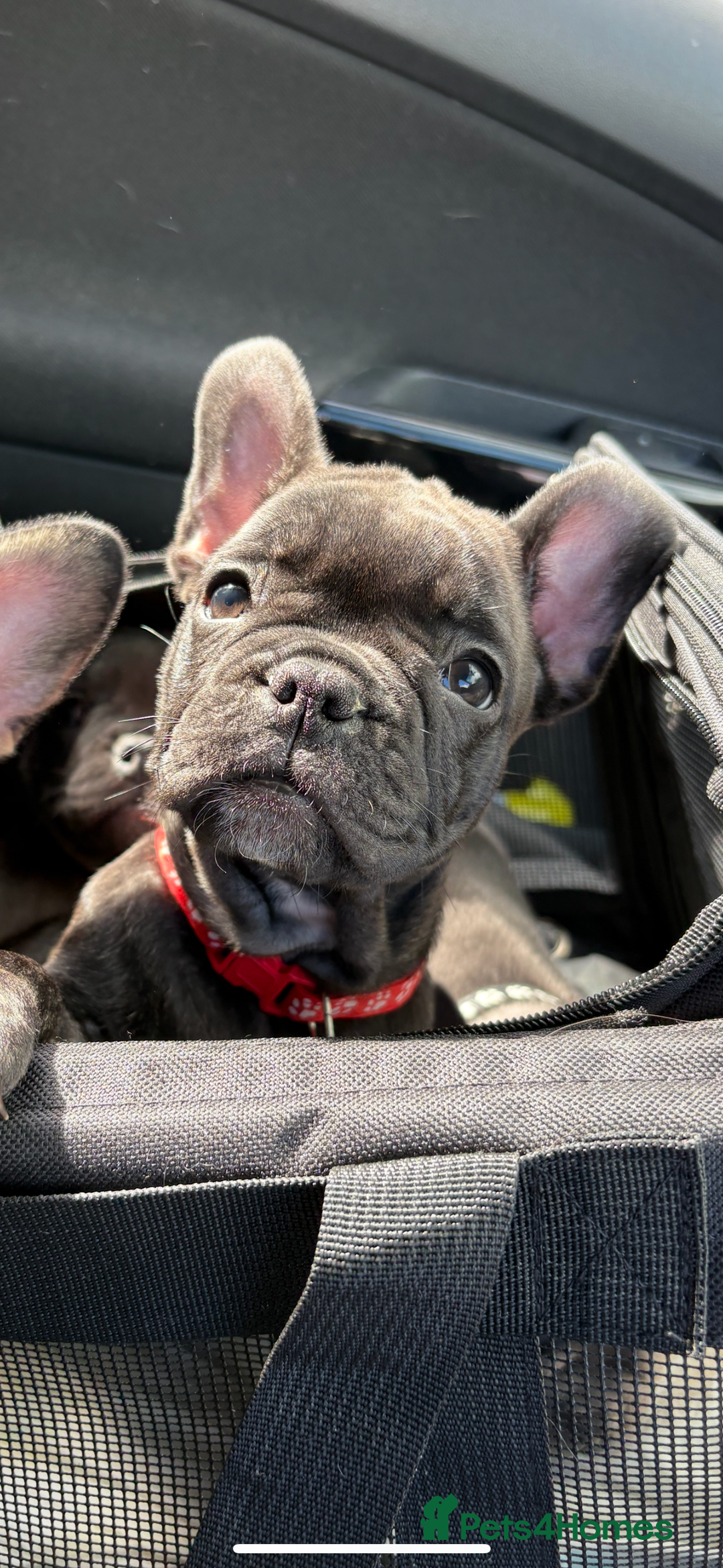 French Bulldog dogs for sale: French bulldog puppies - Image 7