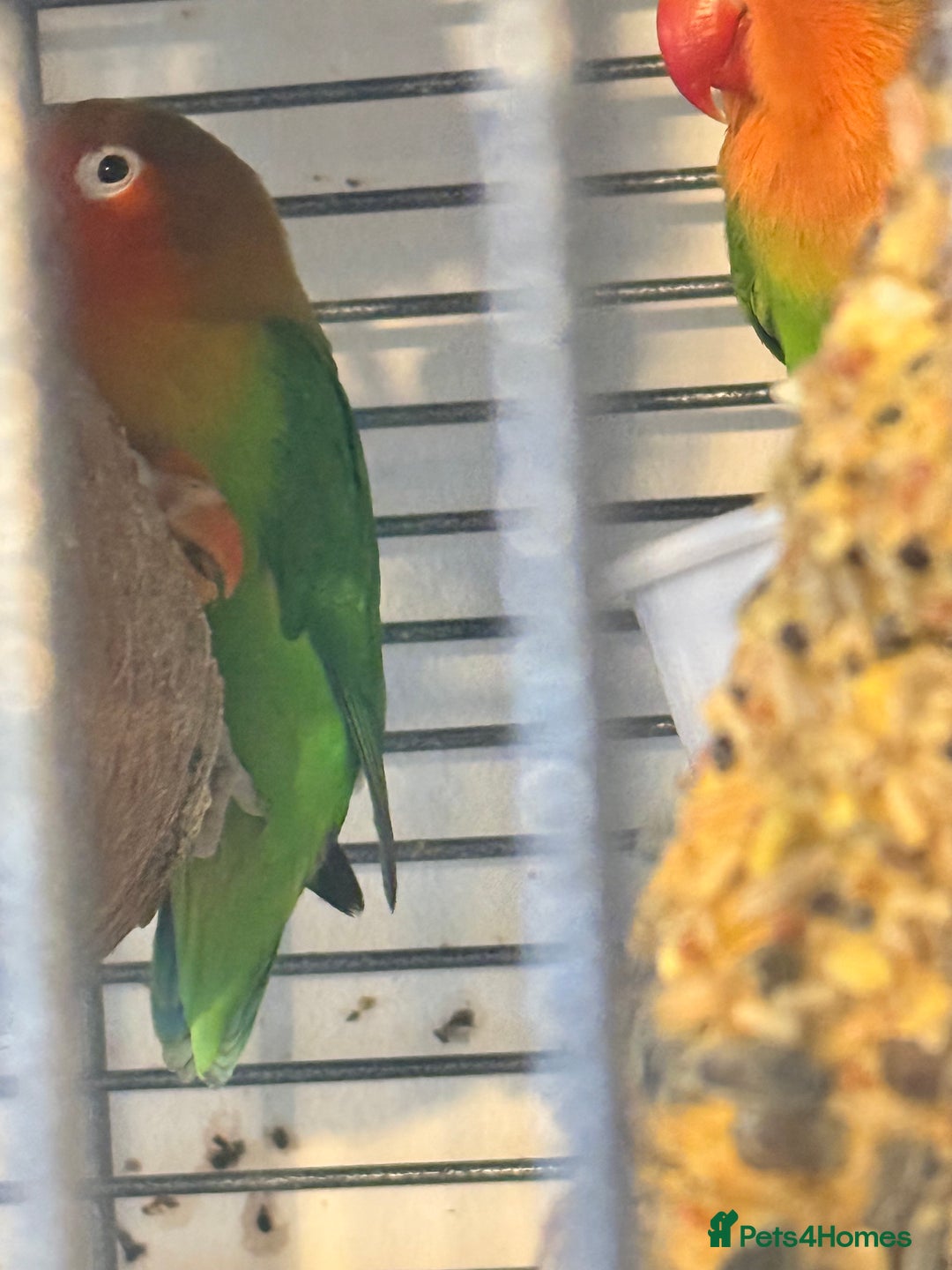 Lovebirds birds for sale: Family of 4 lovebirds  - Advert 3