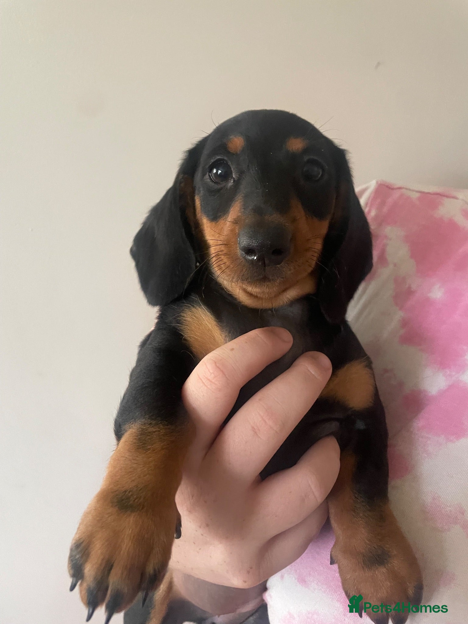 Dachshund dogs 7 Beautiful Dachshund Puppies  - Advert 9