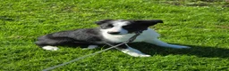 Border Collie dogs for sale: Classic Border collie for sale in Saint Helens - Advert 2