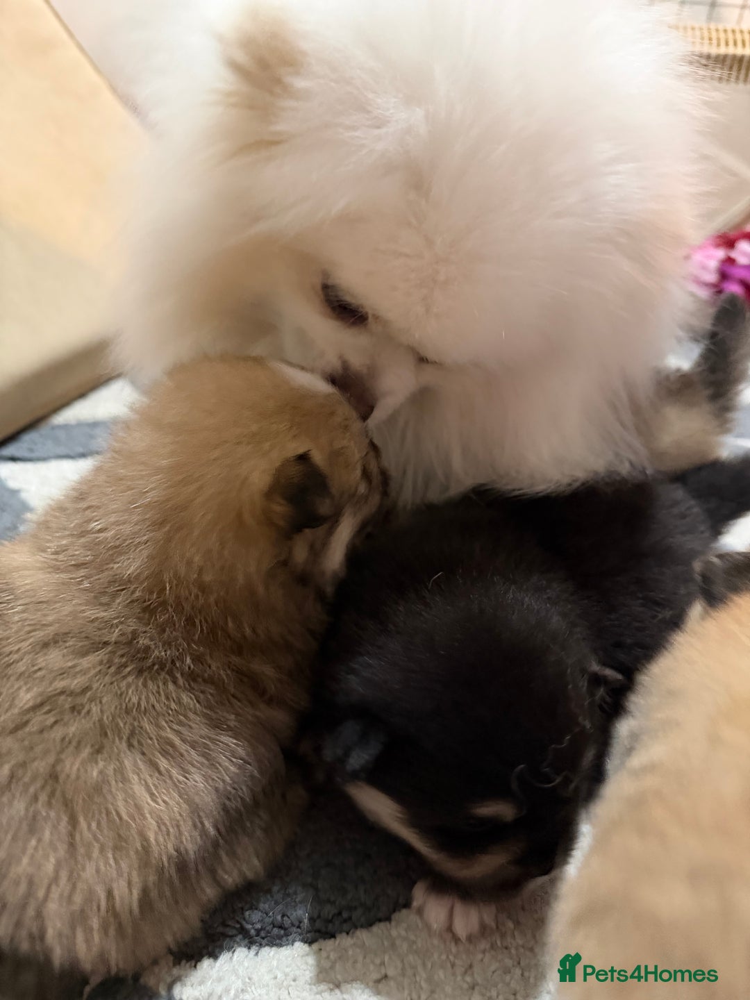 Pomeranian dogs for sale: EXTRA SMALL POMERANIAN PUPPIES  - Advert 8