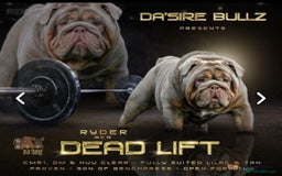 English Bulldog dogs for sale: Show-Stopping Lilac & Chocolate Merle Bulldog - Image 5