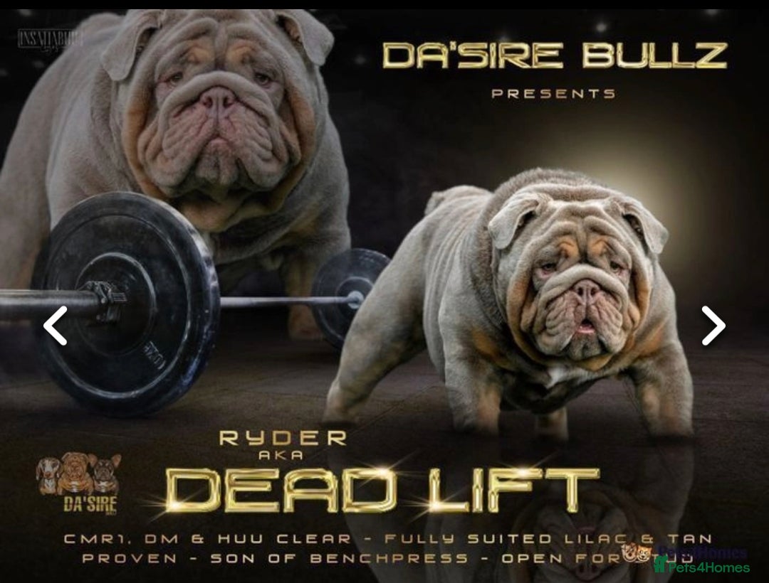 English Bulldog dogs for sale: Show-Stopping Lilac & Chocolate Merle Bulldog - Image 5