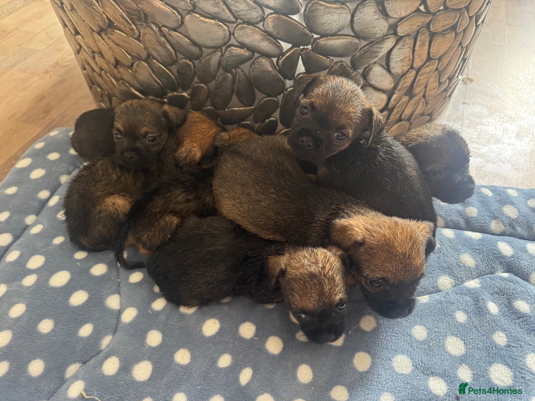 Border Terrier dogs for sale: Beautiful litter of 7 border terrier puppies KC  - Image 9