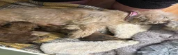 Shih Tzu dogs for sale: Shih Tzu male puppy last one remaining  - Advert 2
