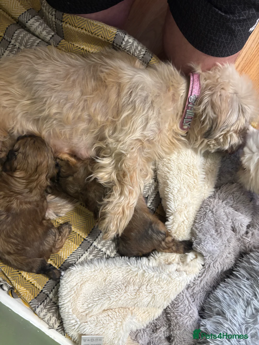 Shih Tzu dogs for sale: Shih Tzu male puppy last one remaining  - Advert 2