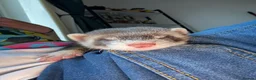 Ferret rodents for sale: Male ferrets  in Rotherham - Advert 5