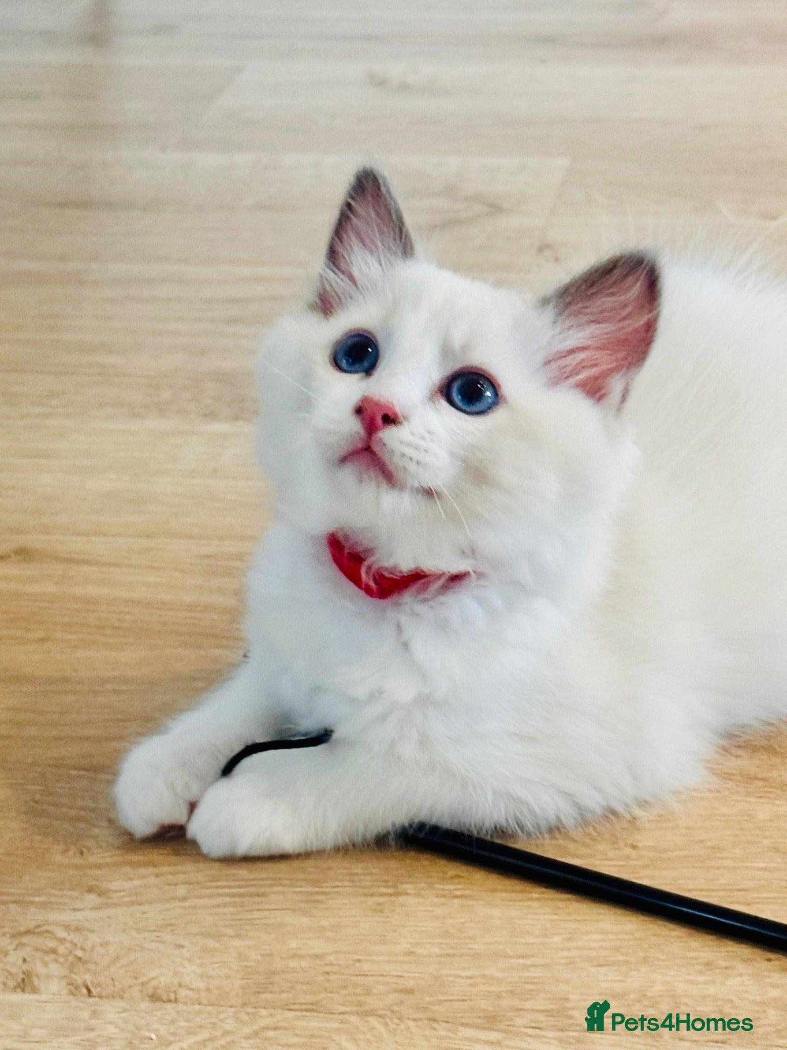Ragdoll cats High white blue/lilac Bi-Colour Ragdoll Kittens    - Advert 1