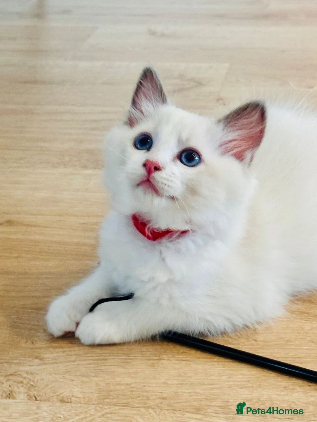 Ragdoll cats for sale: High white blue/lilac Bi-Colour Ragdoll Kittens    - Advert 1