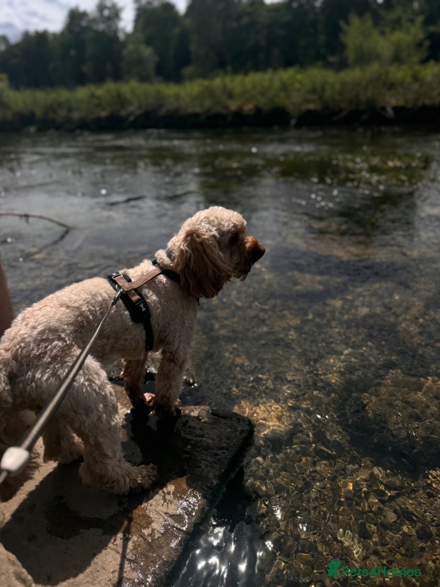 Cavapoo dogs for stud: Teddy – Available for Stud in Romford - Advert 4