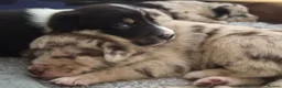 Border Collie dogs for sale: A litter of 5 beautiful collie pups  - Advert 7