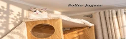 Ragdoll cats for sale: STUNNING TICA REGISTRED RAGDOLLS - Advert 2
