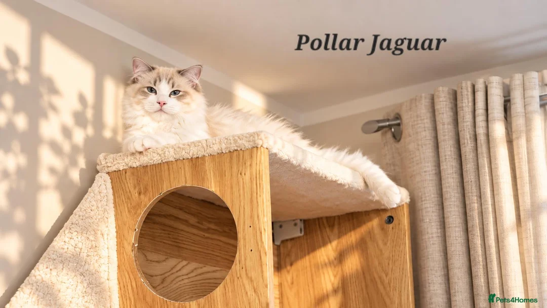 Ragdoll cats for sale: STUNNING TICA REGISTRED RAGDOLLS - Advert 2