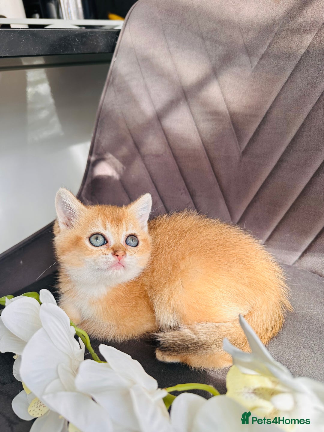Scottish Fold cats for sale: Adorable pedigree kittens - Image 10