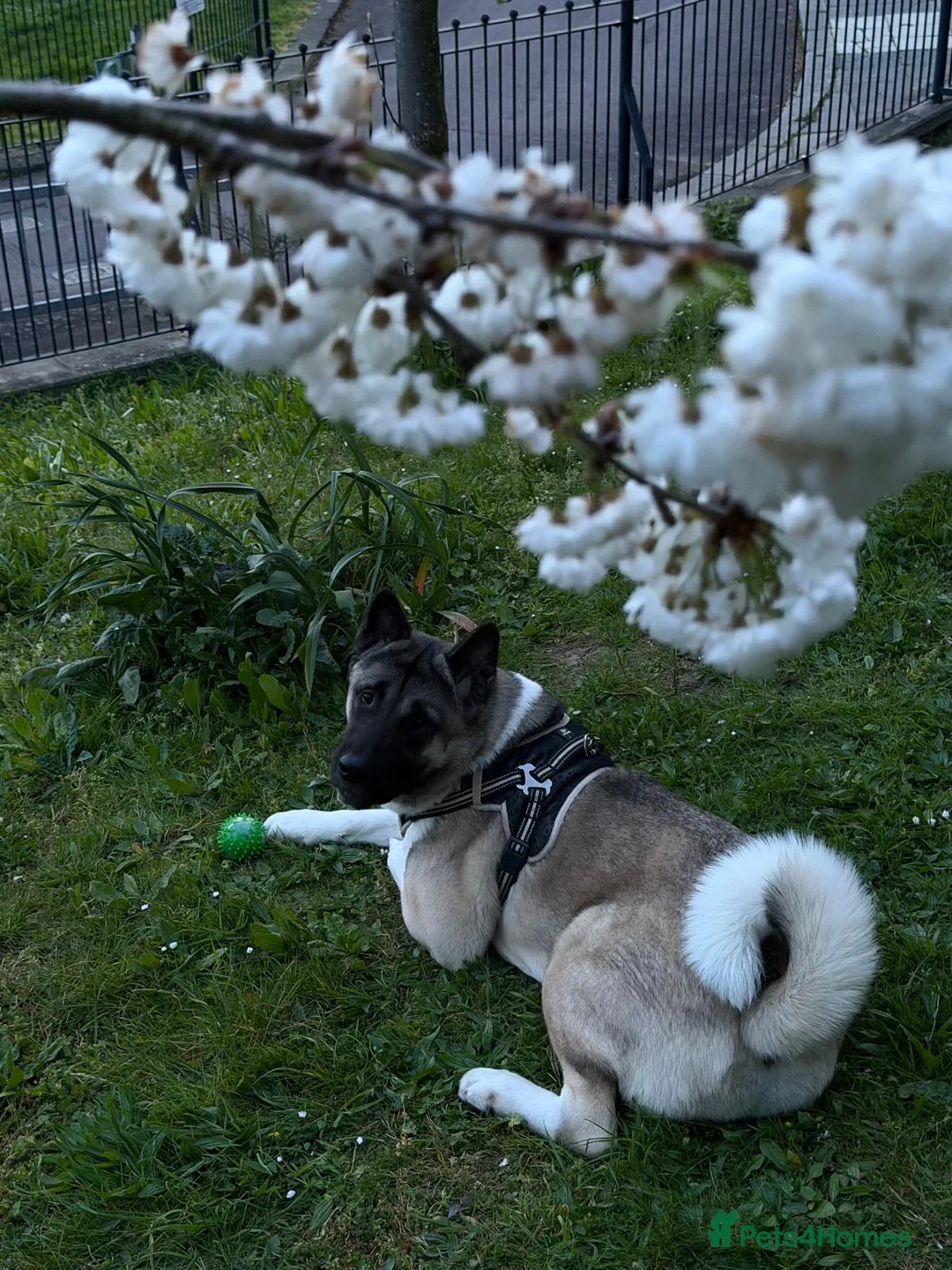 Akita dogs for stud: Jazz, American akita  in London - Advert 4