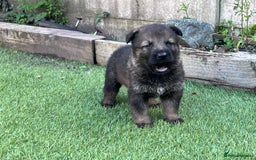 German Shepherd dogs for sale: gorgeous kc reg working blood line German Shepard  - Image 17