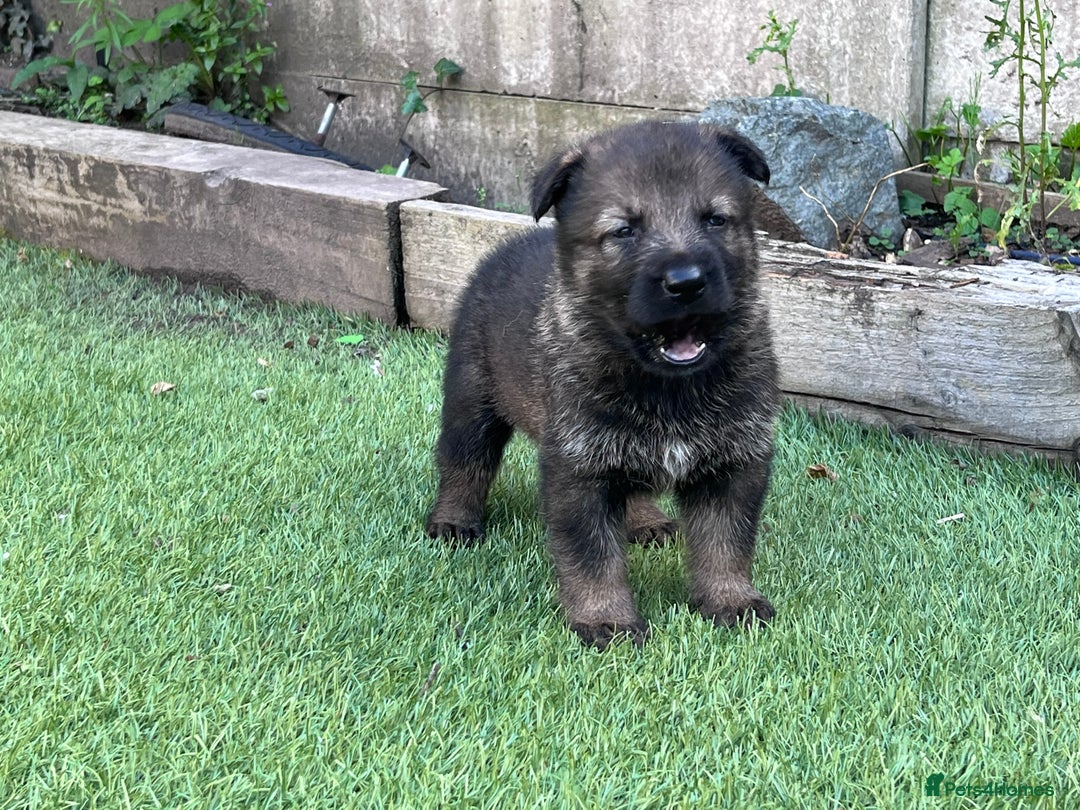 German Shepherd dogs for sale: gorgeous kc reg working blood line German Shepard  - Image 17