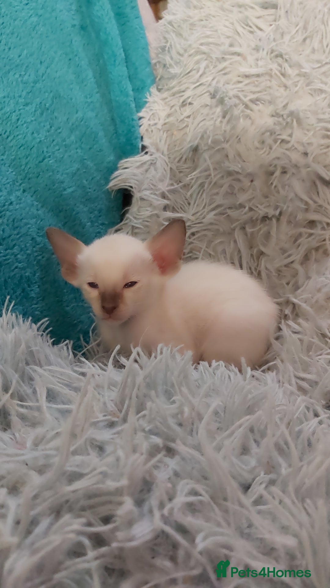 Oriental cats for sale: Full Pedigree Oriental 6 Kittens XL size ears GCCF - Image 8