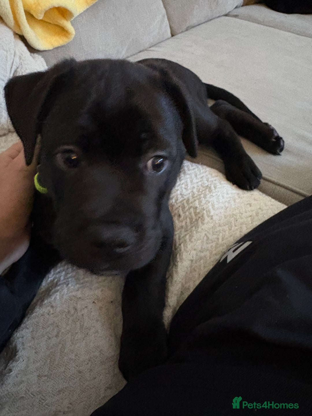 Cane Corso dogs for sale: Cane corso 12 weeks old - Advert 2