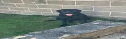 Mixed Breed dogs for sale: Bonnie needs a new home. - Advert 7