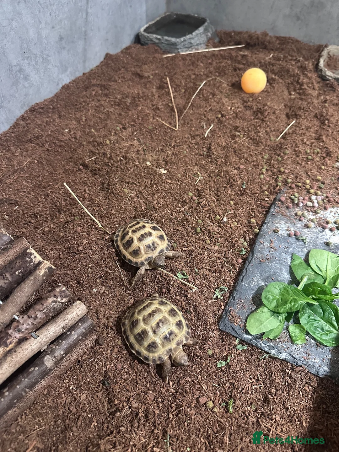 Tortoise reptiles for sale: 2 baby Horsefield Tortoises - Advert 2