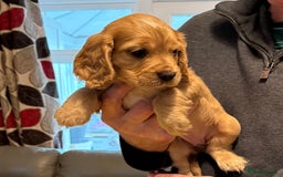 Cocker Spaniel dogs for sale: Cocker spaniel puppies-show type - Image 7