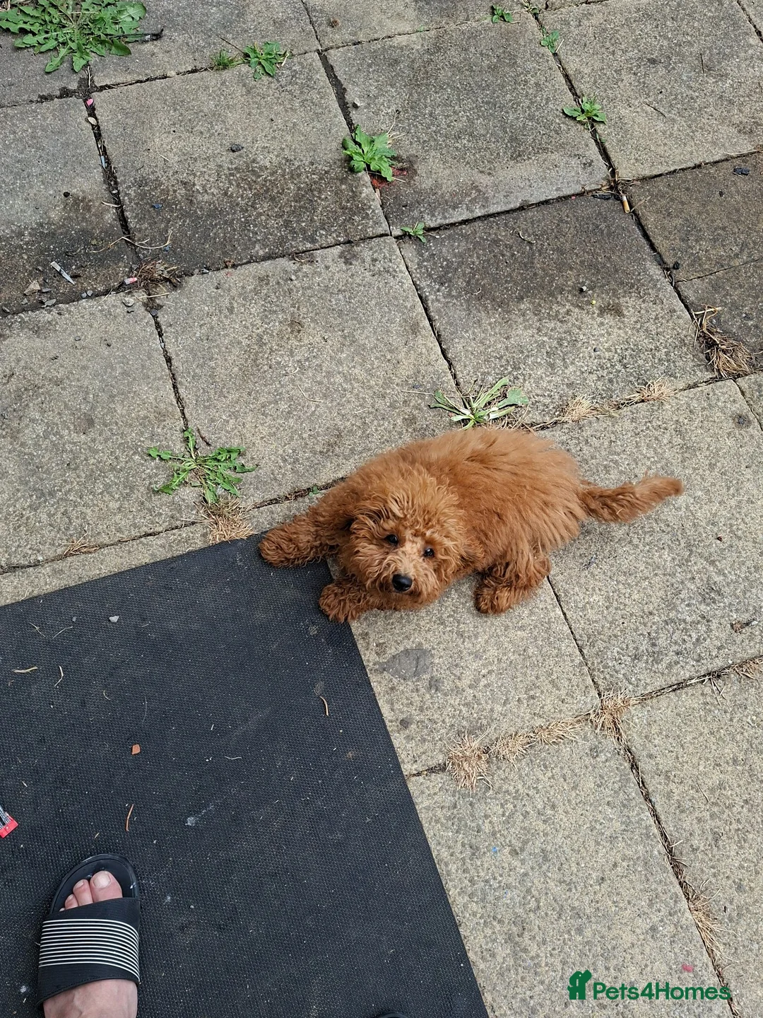 Toy Poodle dogs for sale: Beautifull red toy poodle for sale  in Derby - Advert 2