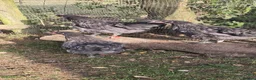 Chickens poultry for sale: Blue Jersey Giant Trio - Advert 2