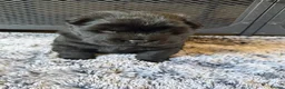 Mixed Breed dogs for sale: Adorable Chaffy pups  in Clitheroe - Advert 5