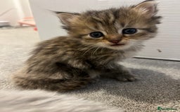 Mixed Breed cats for sale: Half Persian chinchilla and Taby mixed breed - Image 5