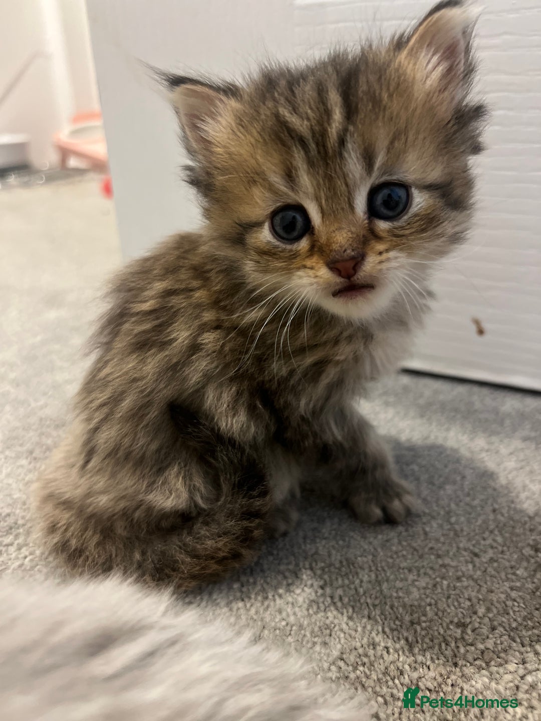 Mixed Breed cats for sale: Half Persian chinchilla and Taby mixed breed - Image 5
