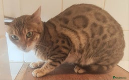 Bengal cats for sale: SBT Tica Bengal  retired female Bianca  - Advert 4