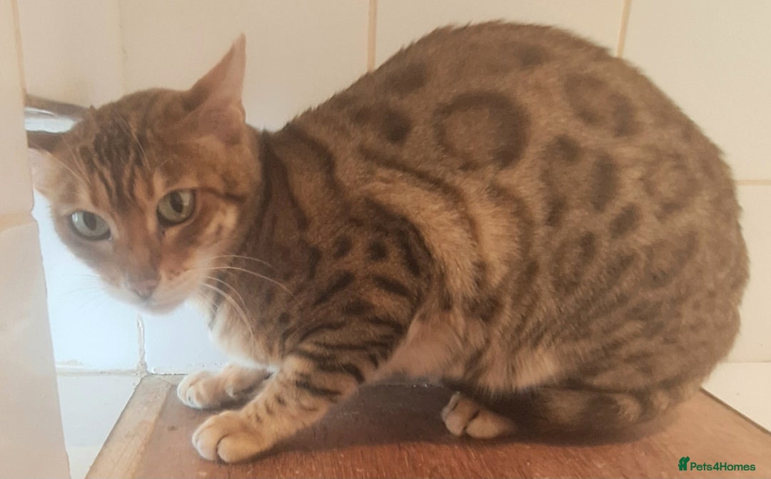 Bengal cats for sale: SBT Tica Bengal  retired female Bianca  - Advert 4
