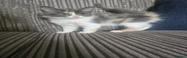 Mixed Breed 5