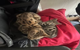 Bengal cats for sale: Bengal  - Image 5