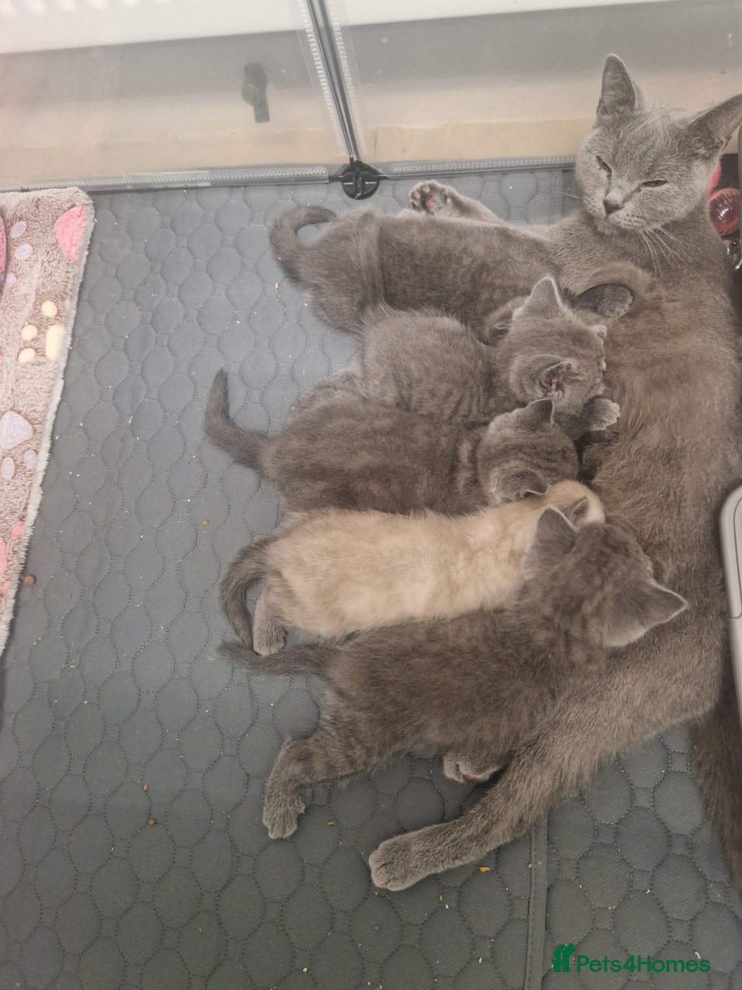 British Shorthair cats for sale: Chunky bsh kittens ready to leave now ❤️  - Image 11