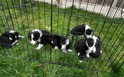 Border Collie dogs for sale: Border Collie puppies for sale - Image 6