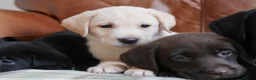 Labrador Retriever dogs for sale: Quality Health Tested Labrador Puppies - Advert 5