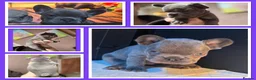 French Bulldog dogs for sale: Beautiful Frenchie Babies Seeking Forever Families - Advert 4