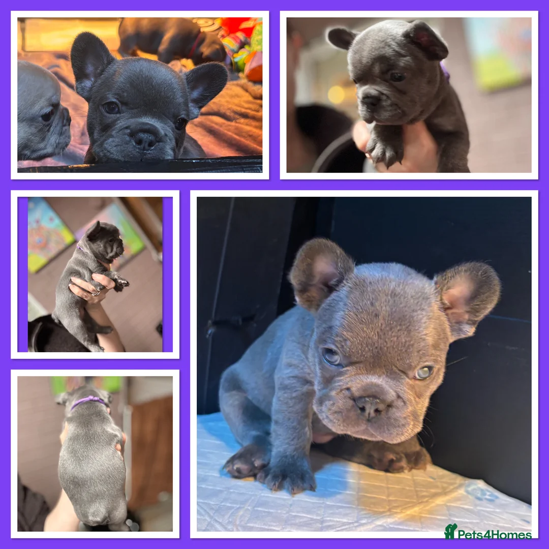 French Bulldog dogs for sale: Beautiful Frenchie Babies Seeking Forever Families - Advert 4