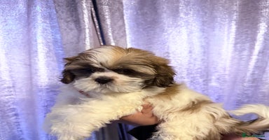 Shih Tzu dogs - Advert 1