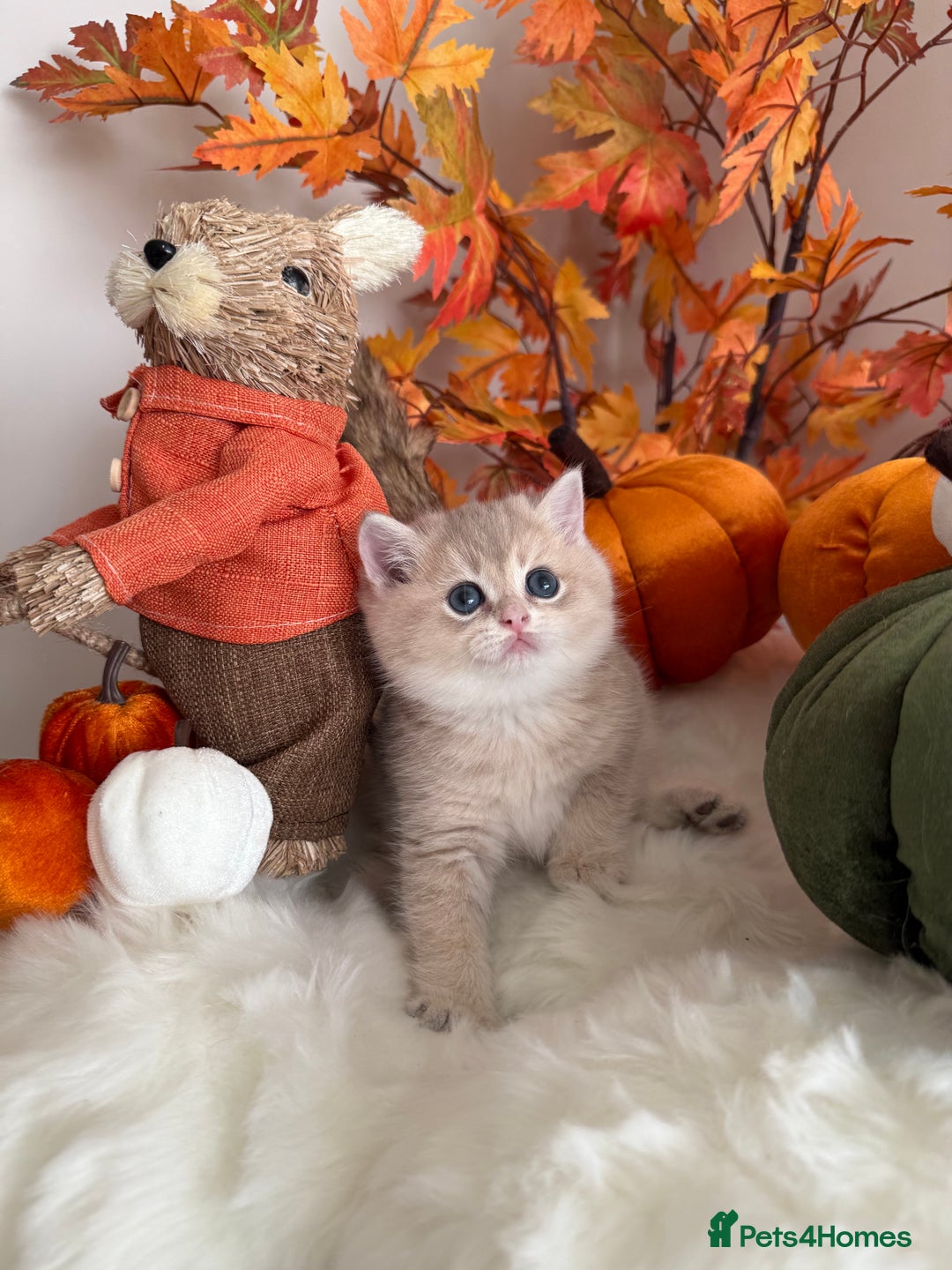 British Shorthair cats for sale: Blue Golden British Shorthair - Image 26