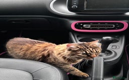 American Shorthair cats for sale: Tabby Cat - Image 3