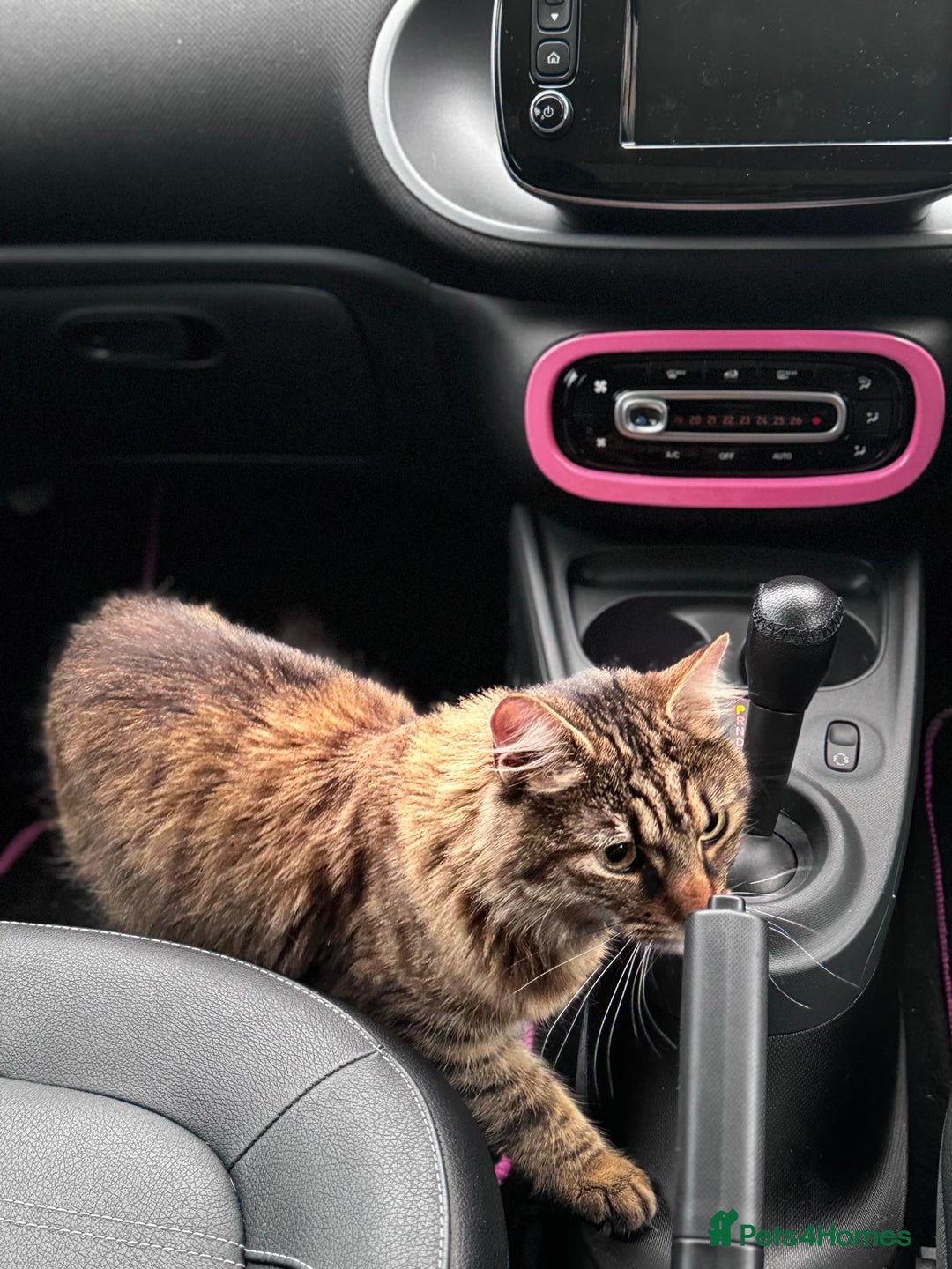 American Shorthair cats for sale: Tabby Cat - Image 3