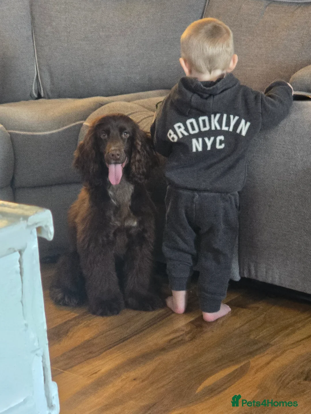 Cocker Spaniel dogs for sale: Buddy 9 months old male in Weymouth - Advert 1