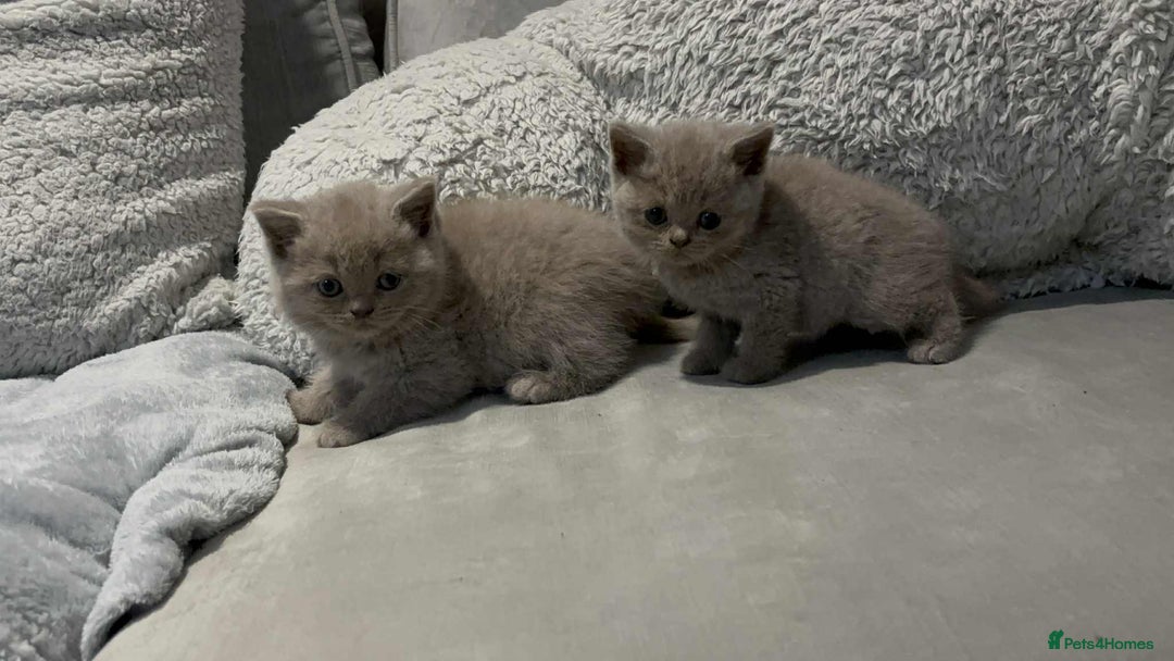 British Shorthair cats for stud: British short hair STUD duties only  in Hull - Advert 25