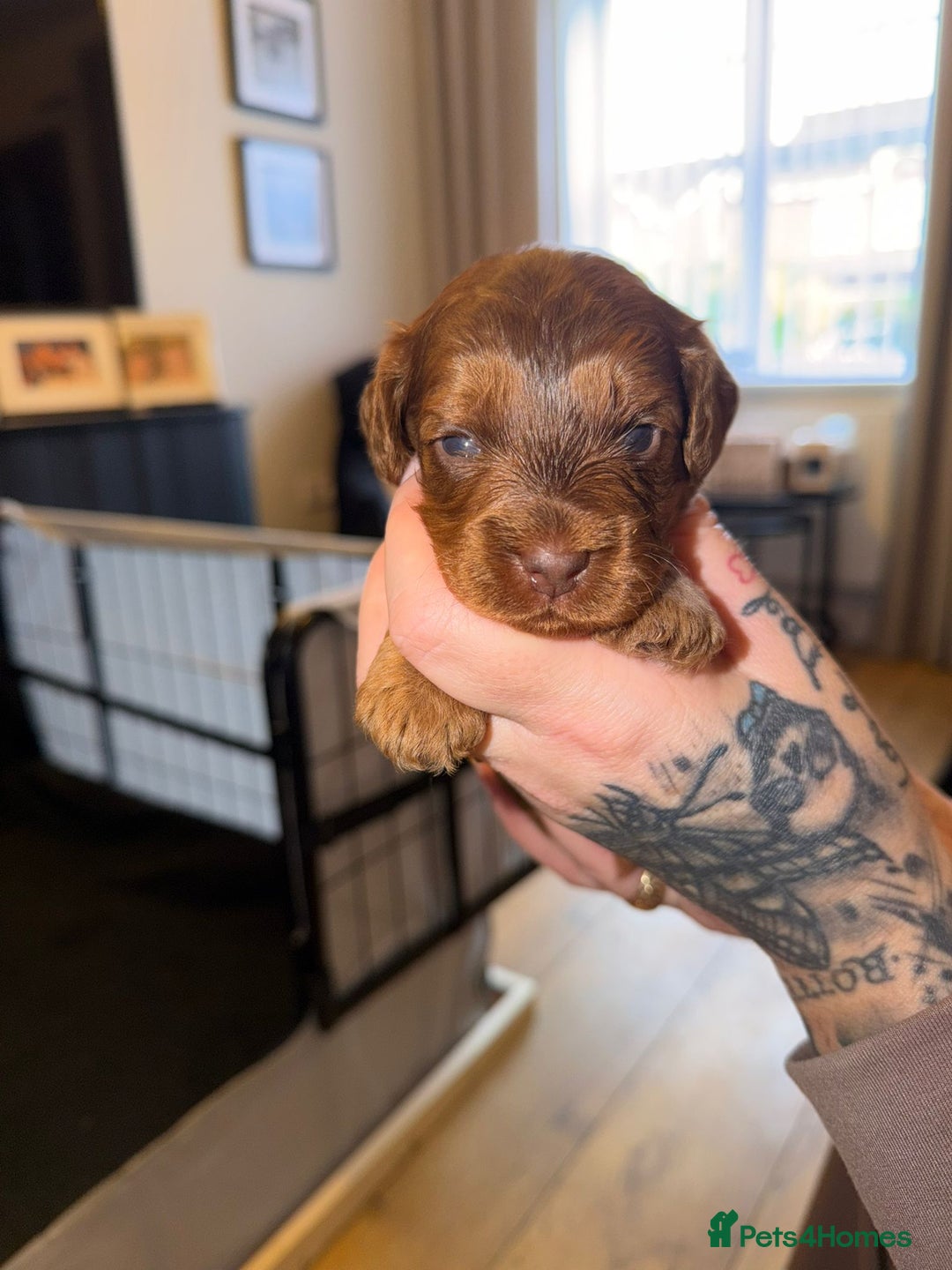 Cockapoo dogs for sale: 7 absolutely adorable cockapoo pups!  - Advert 5