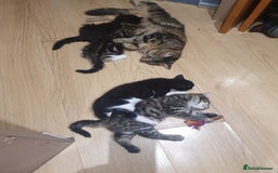 British Shorthair cats for sale: 2 gorgeous kittens left 😍 - Image 3