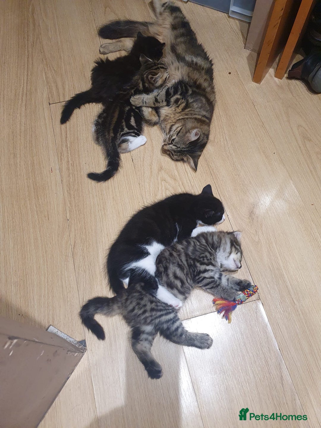 British Shorthair cats for sale: 2 gorgeous kittens left 😍 - Image 3