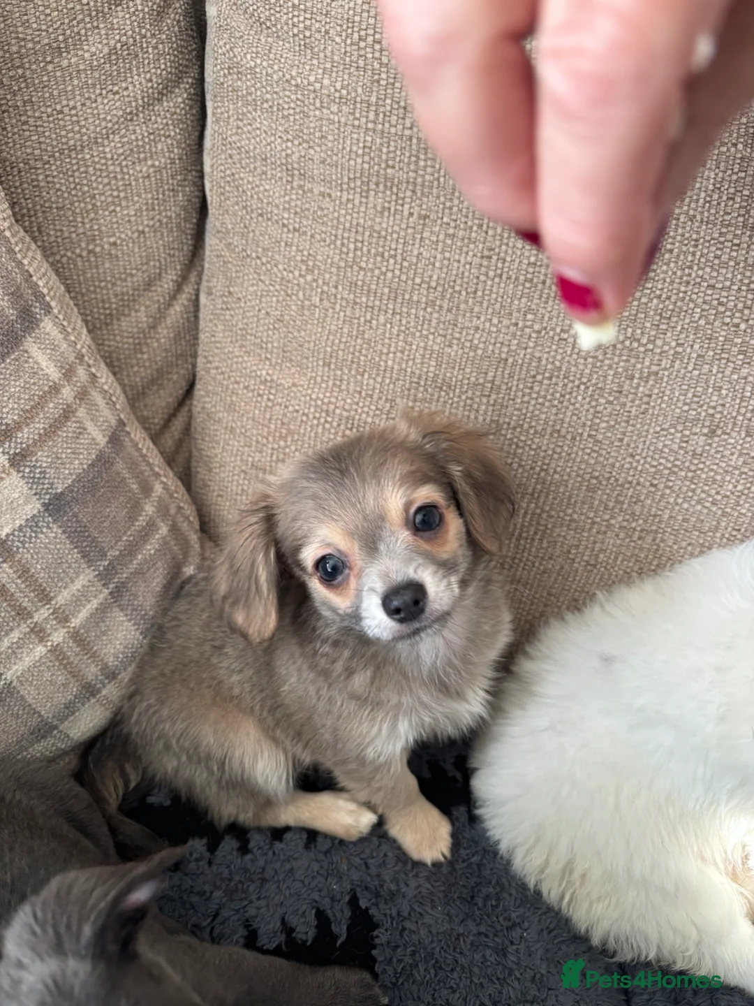 Chiweenie dogs for sale: Adorable Chewini puppies ready for a forever home  - Advert 4